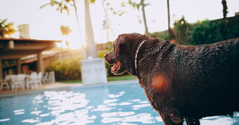 What is a Pet-Friendly Hotel?