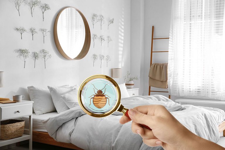 How to Avoid Bringing Bedbugs Home from Hotel