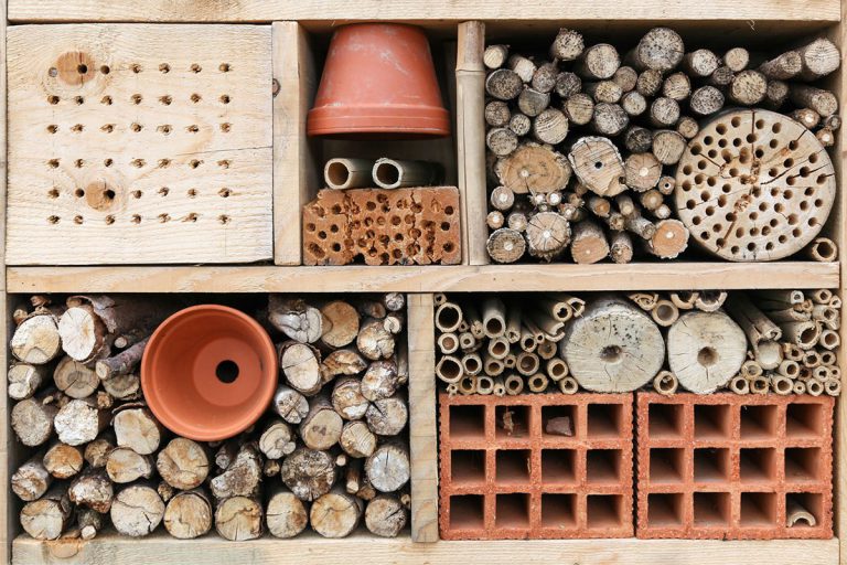 How to Make an Insect Hotel: A Beginner’s Guide