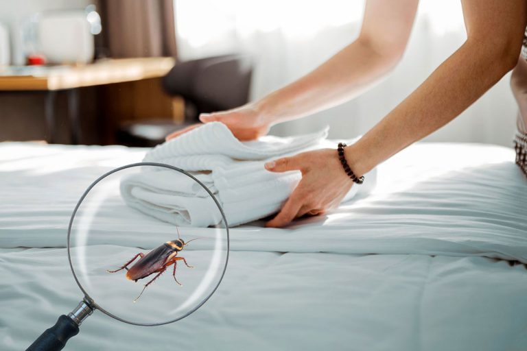 How to Report a Hotel for Roaches?