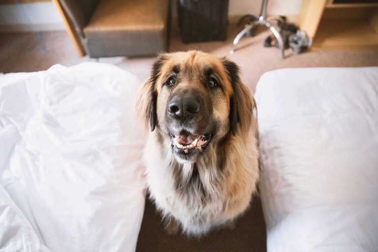 Can A Service Dog Be Left Alone In A Hotel Room?