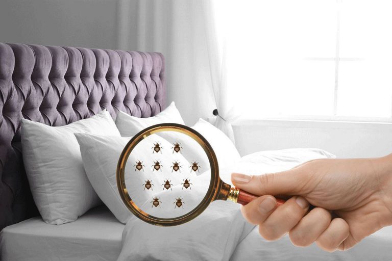 How To Check Hotel Room For Bed Bugs