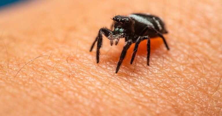 Can You Sue A Hotel For A Spider Bite? – A Comprehensive Guide