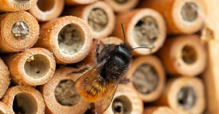 Do Bee Hotels Attract Bees? A Comprehensive Guide