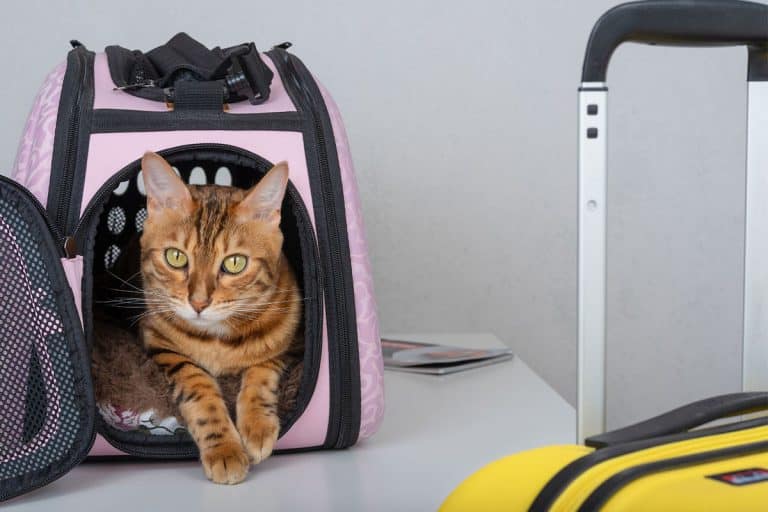 Taking Your Cat To A Hotel: A Comprehensive Guide