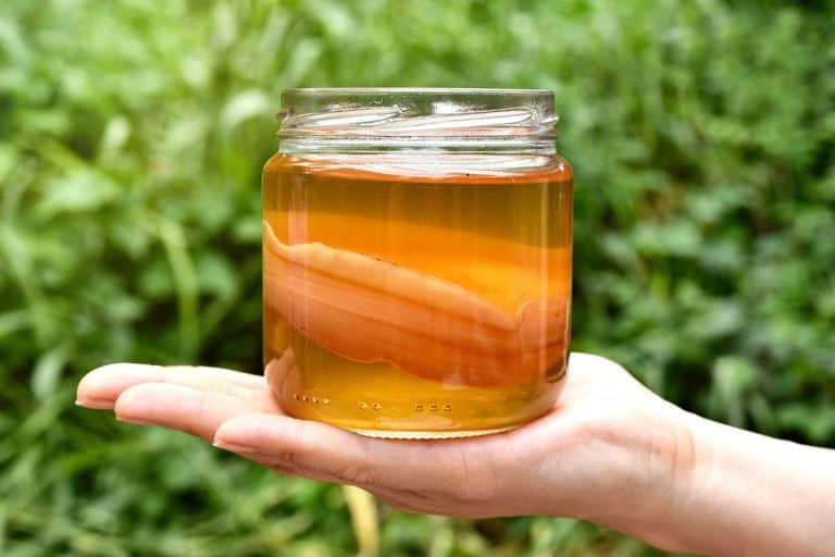 Can You Drink From A Scoby Hotel?