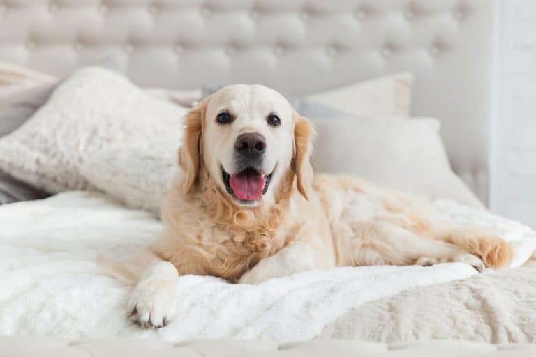 Can You Leave Dogs In Hotel Rooms Alone?
