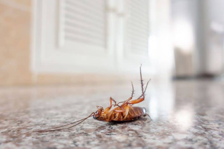 Can You Sue A Hotel For Roaches? A Comprehensive Guide