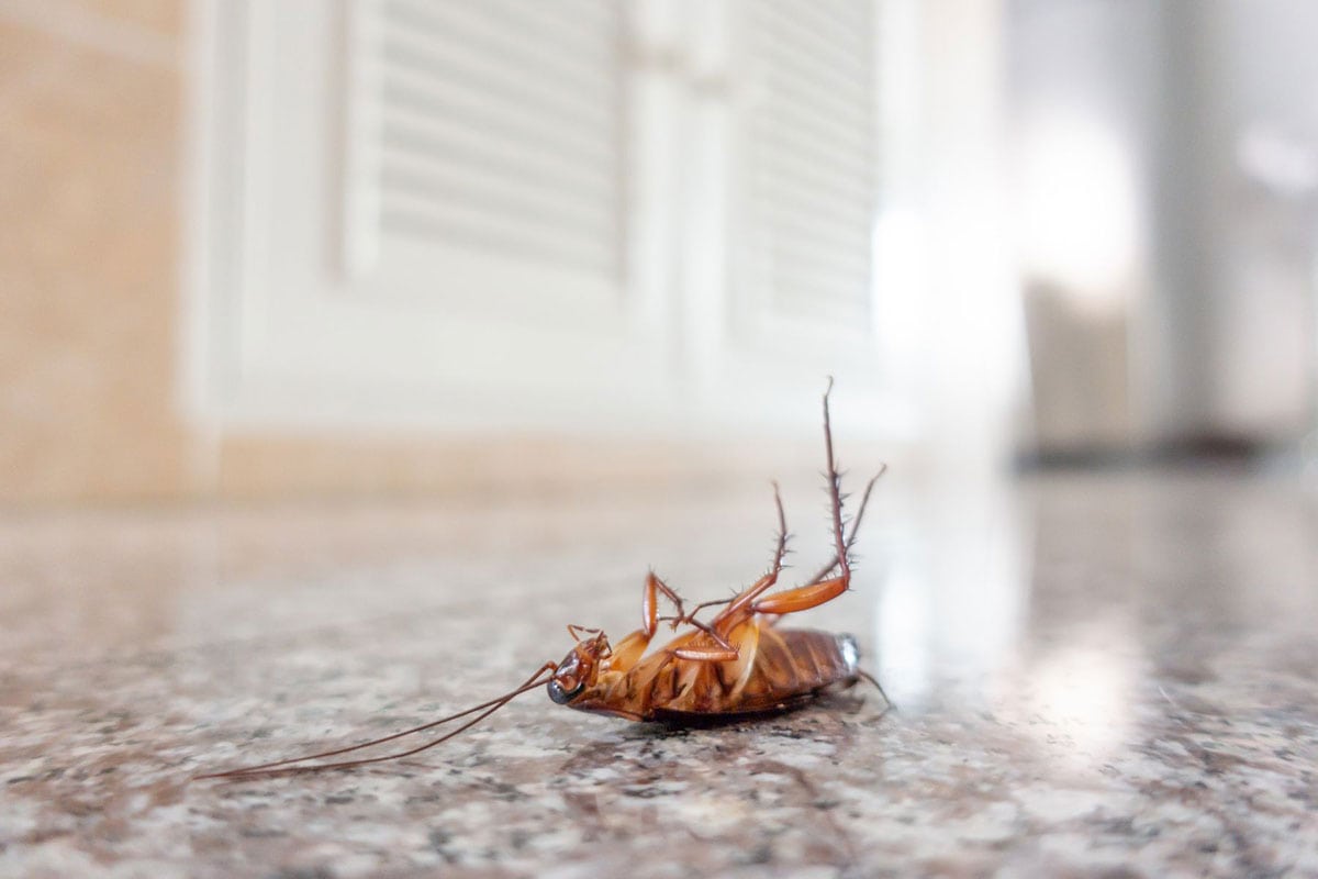 can-you-sue-a-hotel-for-roaches-a-comprehensive-guide-hotel-chantelle