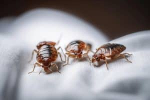 Bed bugs on a white cloth