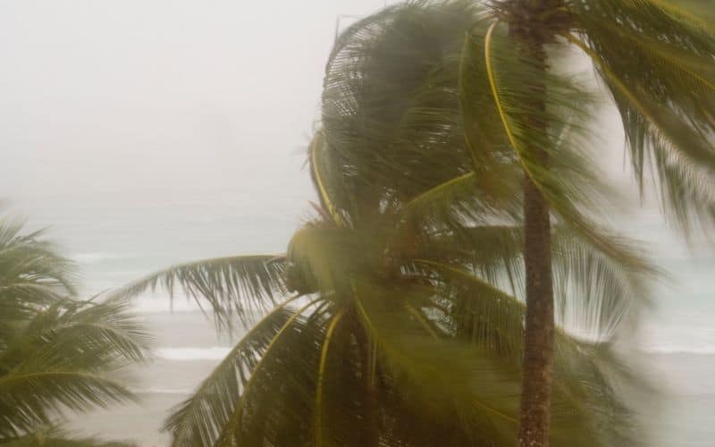 Tropical storm batters palm trees