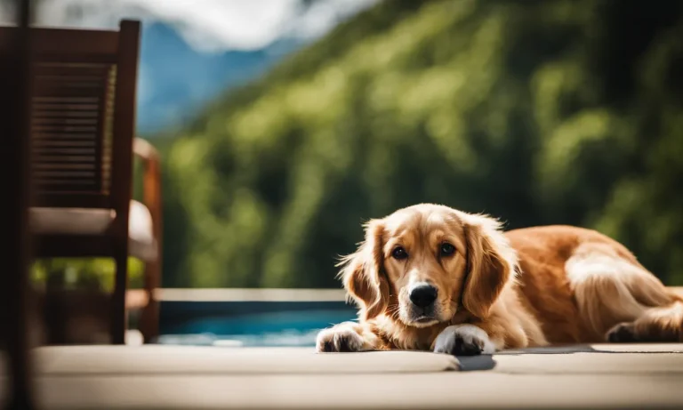 How Do You Ask If a Hotel is Pet-Friendly? A Guide to Traveling with Pets