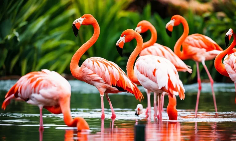 What Las Vegas Hotel are the Iconic Flamingo Free-Roaming Flocks Located At?
